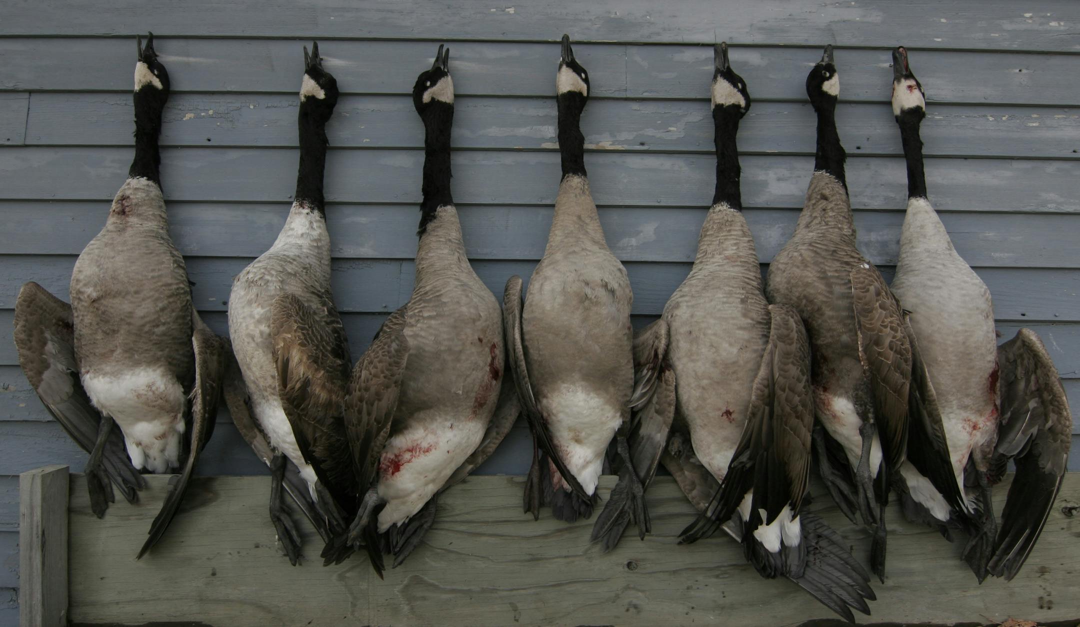 Canada geese bagged by hunters hang on a garage before being field dressed.