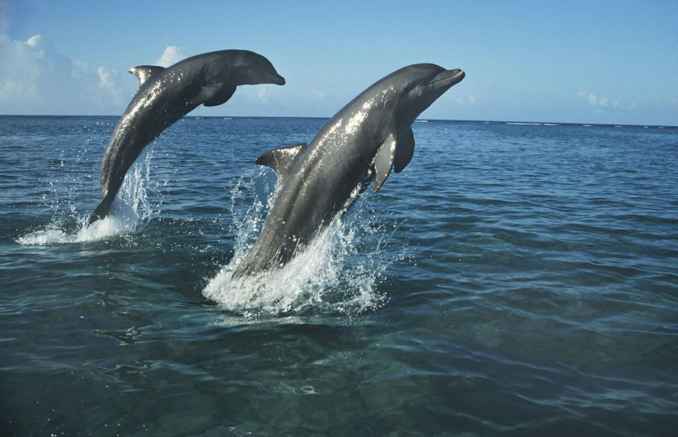 "Ocean Giants"