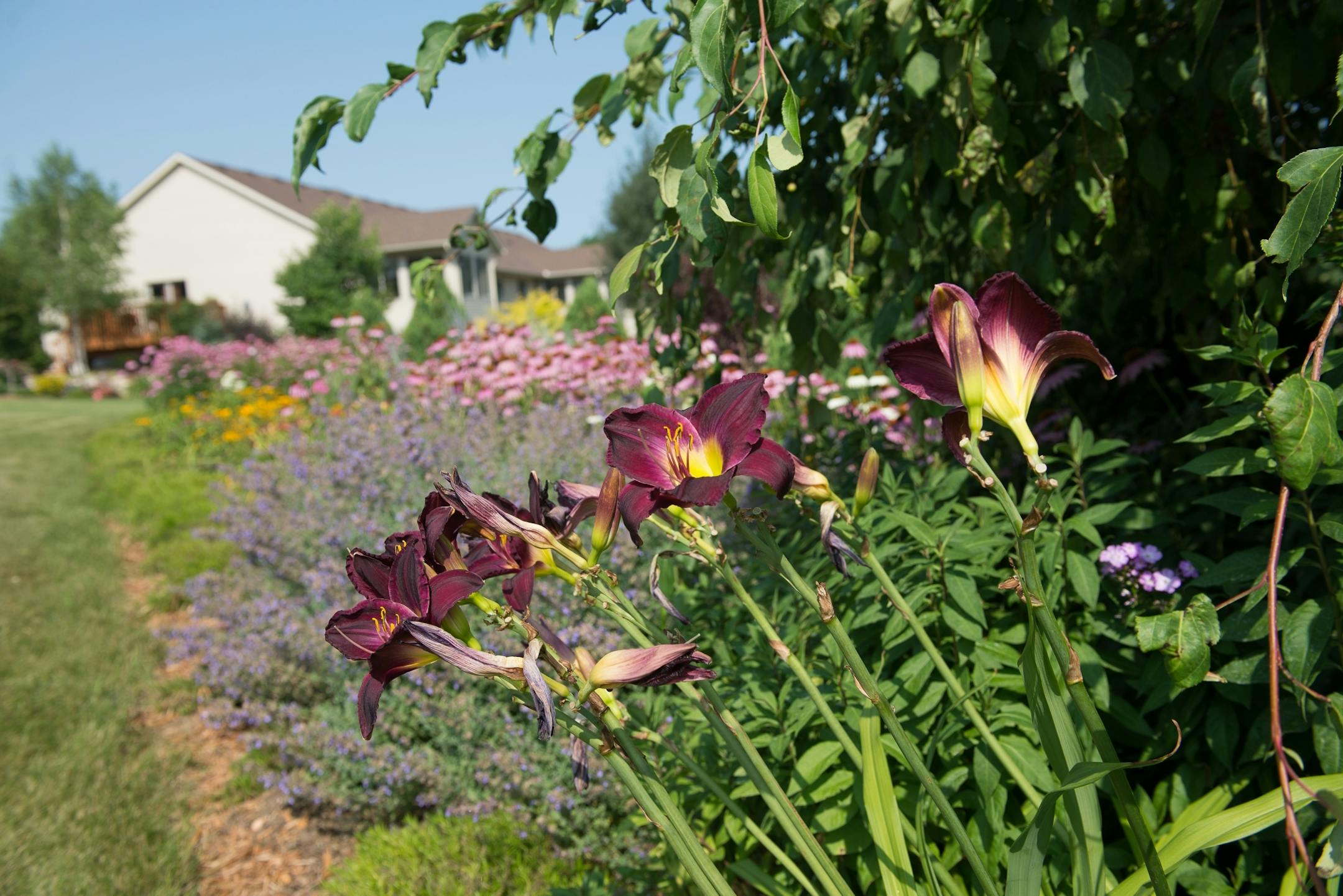 Dan and Nancy Engebretson's garden, seen from the common space that they tend to in addition to their personal space, is in bloom in Elysian, Minnesota on July 31, 2014. [ Angela Jimenez/Special to the Star-Tribune angelajime@gmail.com Assignment #20035606A_ SLUG: ENGEBRETSON100114_ EXTRA INFORMATION: Since 2006, the Engebretsons have designed and tended to their own garden, and have transformed the common space near their home into a landscaped, shared garden space in the Lakeview Manor Townhom