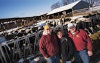 Tyler Otte and his parents Chicky and Blake won "Minnesota Farm of the Year" for their Square Deal Dairy Farm in Dakota County.Richard Tsong-Taatarii/