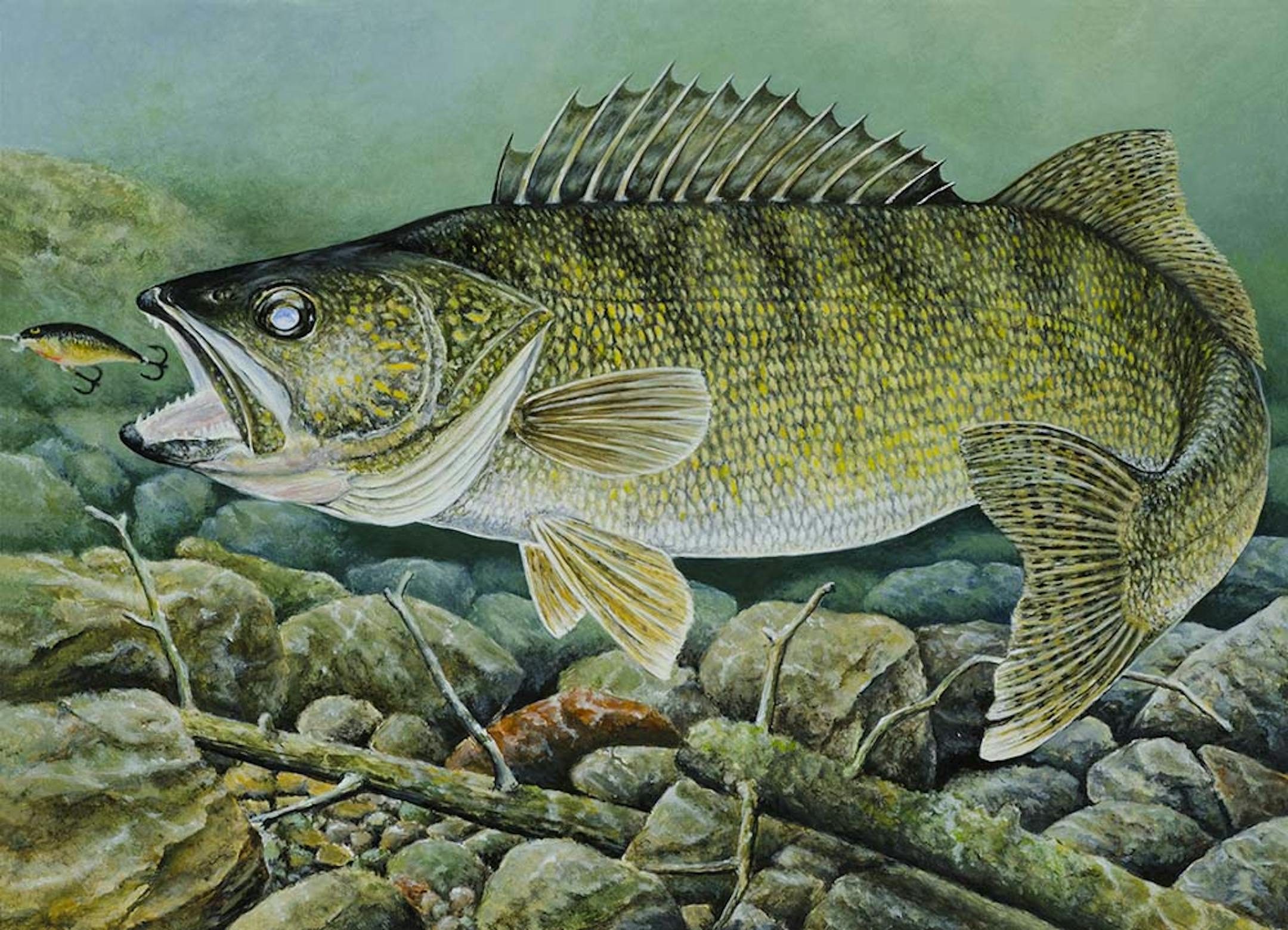 Duluth artist Dean Kegler has won the Minnesota Walleye Stamp contest — his third state contest win.