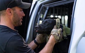 Dustin Roemeling, a DNR K9 officer, puts a harness on his black Lab, Cora, before training her to conduct an area search to find a missing person at C