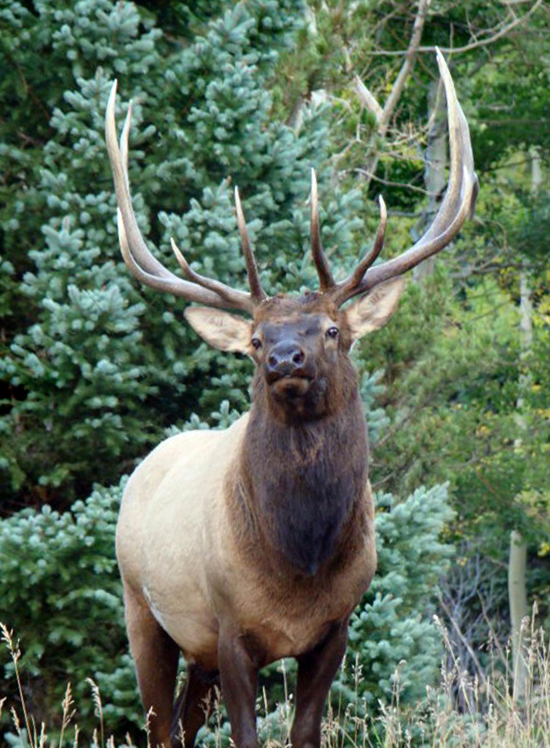 To view wildlife doing something other than grazing, visit Rocky Mountain National Park during "the rut", otherwise known as elk mating season, which begins in mid-September. During this time, young bull elk attempt to create a harem while other bull elks try desperately to hang onto their own.
