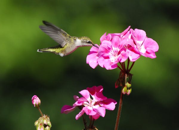 Male ruby-throated hummingbirds can become very possessive of nectar feeders. They will drive other hummers away.
Photo by Jim Williams