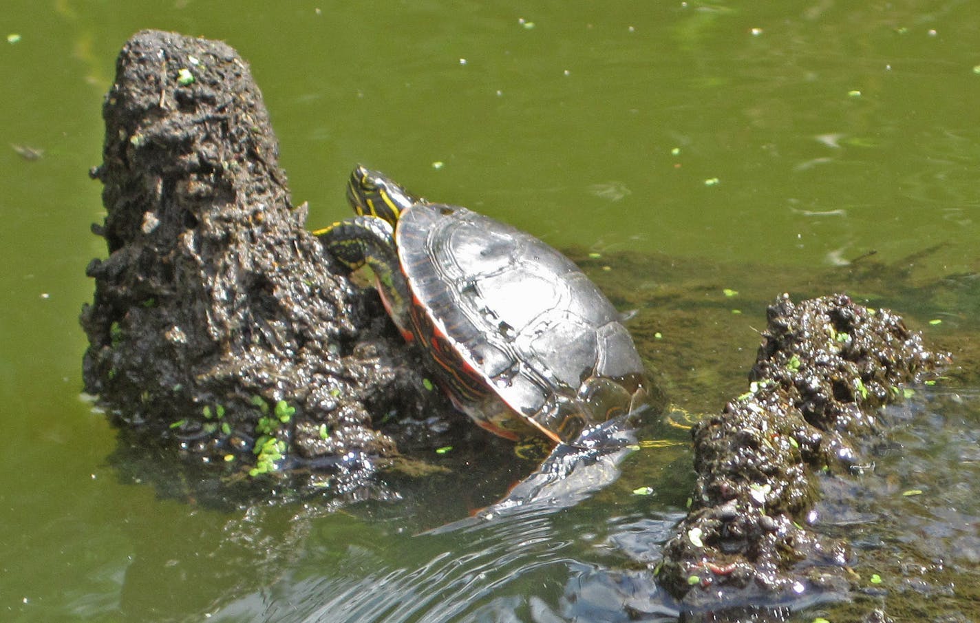 A turtle sunned on a rock in the Rice Creek Chain. One of north metro unheralded amenities is is a string of pearls tucked away in the southeast corner of Anoka County: the Rice Creek Chain of Lakes Regional Park Preserve. The park covers about 5,500 acres of woods, wetlands and about a dozen lakes, most connected by Rice Creek. For canoeists, it's like a mini Boundary Waters Canoe Area with less portages. You can rent a canoe or kayak in the park and paddle the core water trail through five big