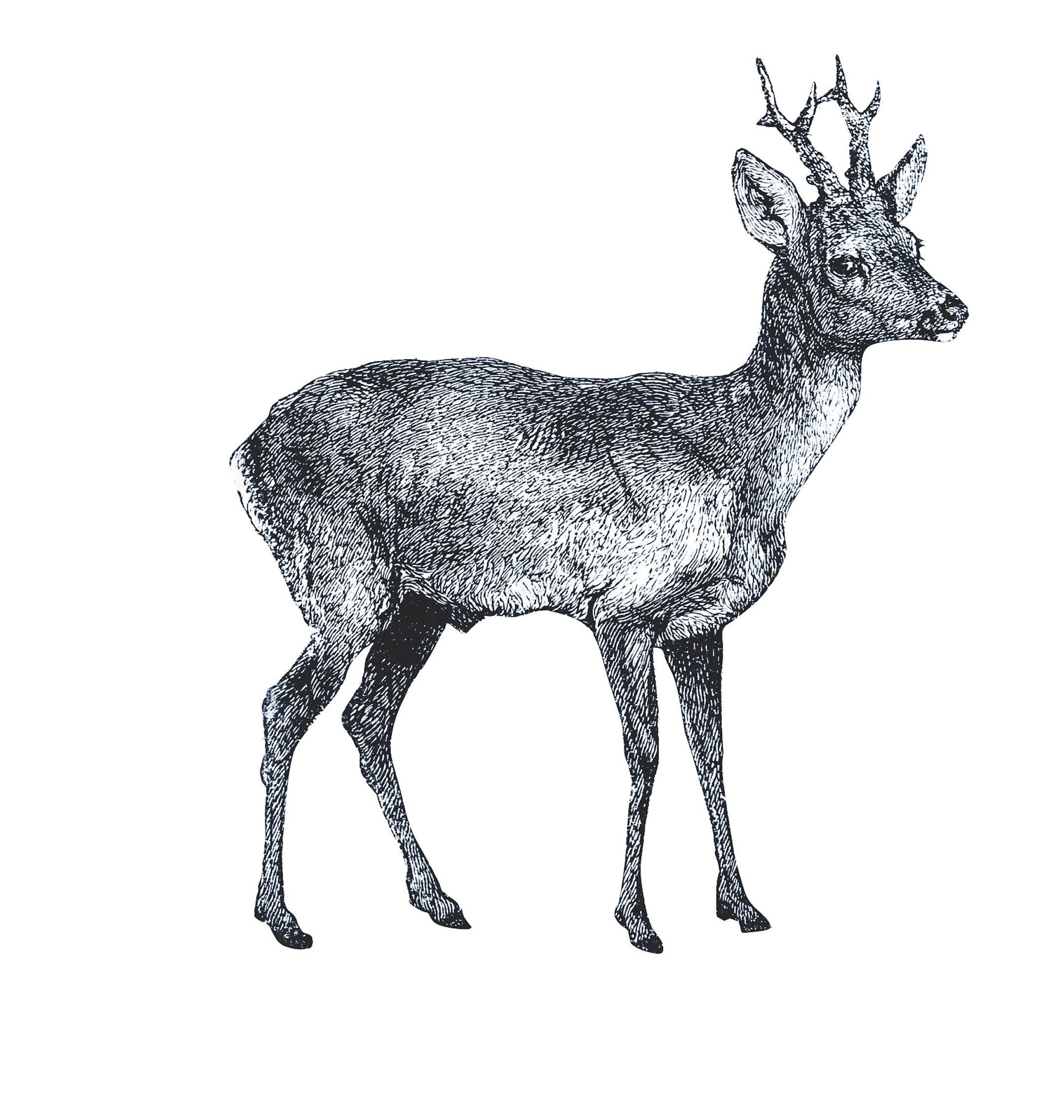 Antique illustration of roe deer (Capreolus capreolus)