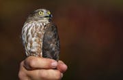 John Richardson, the Hawk Ridge fall count director, showed off a sharp-shinned hawk to visitors on Tuesday. The hawk was caught in their banding cent