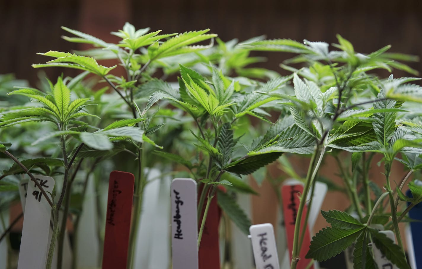 Marijuana in a dispensary.