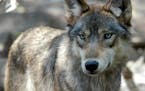 FILE - In this July 16, 2004, file photo, a gray wolf is seen at the Wildlife Science Center in Forest Lake, Minn. The Republican-controlled House has