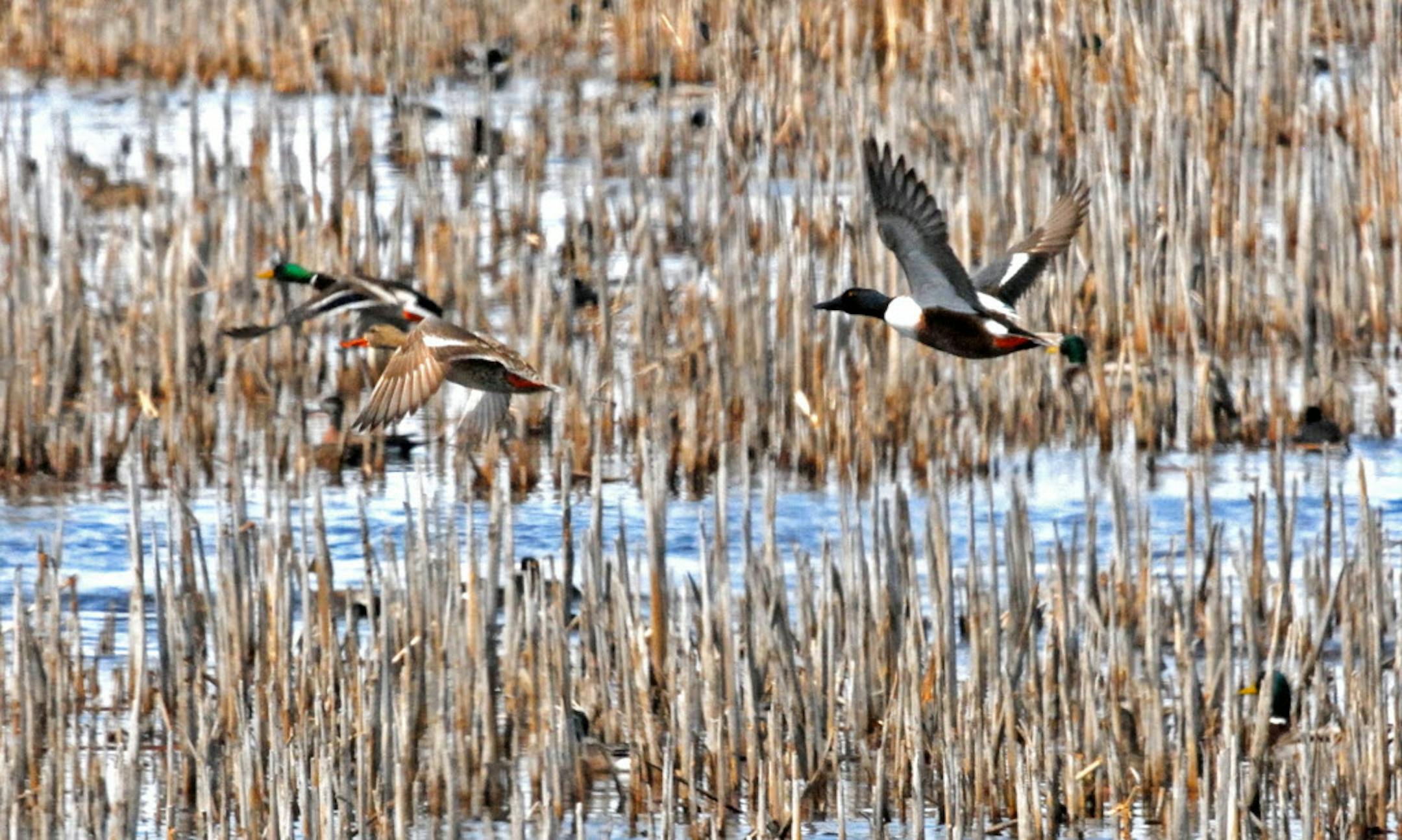 Restoring drained wetlands and plowed grasslands has been a priority for the Outdoor Heritage Fund, created by passage in 2008 of the Legacy Amendment and overseen by the Lessard-Sams Outdoor Heritage Council. About 90 percent of the state's farmland wetlands have been lost, and wildlife dependent on that habitat, including ducks, have suffered. This photo of spring migrating ducks was taken last week in western Minnesota. ORG XMIT: MIN1304251902050651 ORG XMIT: MIN1308021515255933