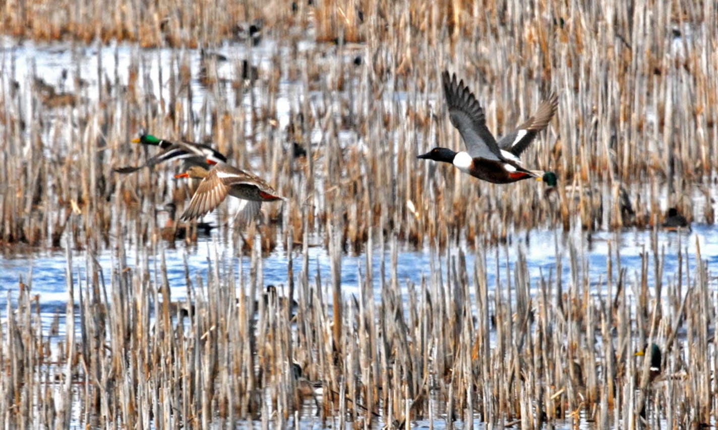 Restoring drained wetlands and plowed grasslands has been a priority for the Outdoor Heritage Fund, created by passage in 2008 of the Legacy Amendment and overseen by the Lessard-Sams Outdoor Heritage Council. About 90 percent of the state's farmland wetlands have been lost, and wildlife dependent on that habitat, including ducks, have suffered. This photo of spring migrating ducks was taken last week in western Minnesota. ORG XMIT: MIN1304251902050651 ORG XMIT: MIN1308021515255933