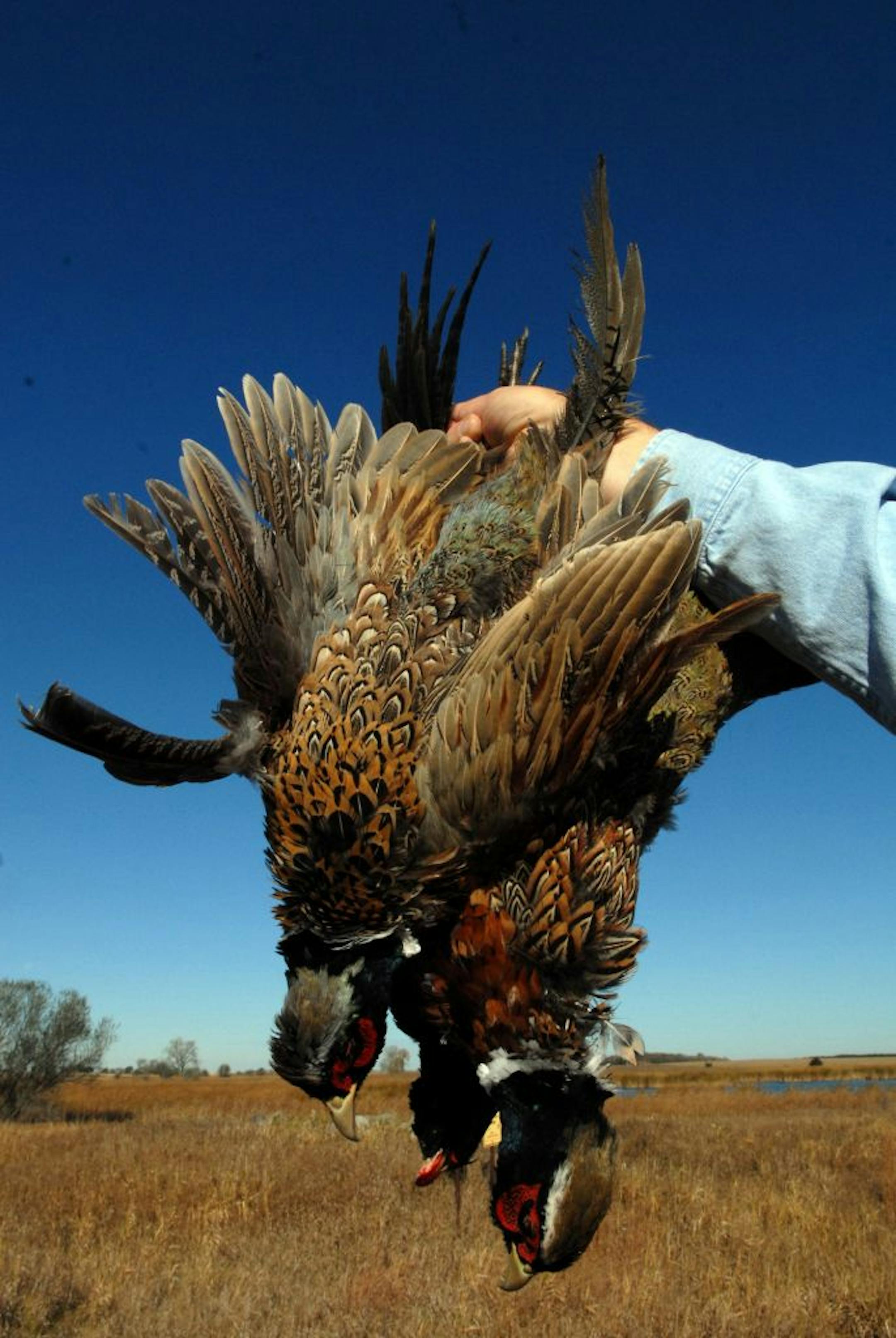 Three roosters were in the bag of Dennis Anderson's hunting party within an hour or so of the season opening Saturday, which began at 9 a.m. Two adults and four kids were hunting with Anderson in southwest Minnesota.