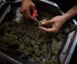 FILE -- Marijuana being cut in Covelo, Calif., Oct. 18, 2016. Voters in California, Massachusetts and Nevada legalized marijuana Tuesday, increasing t