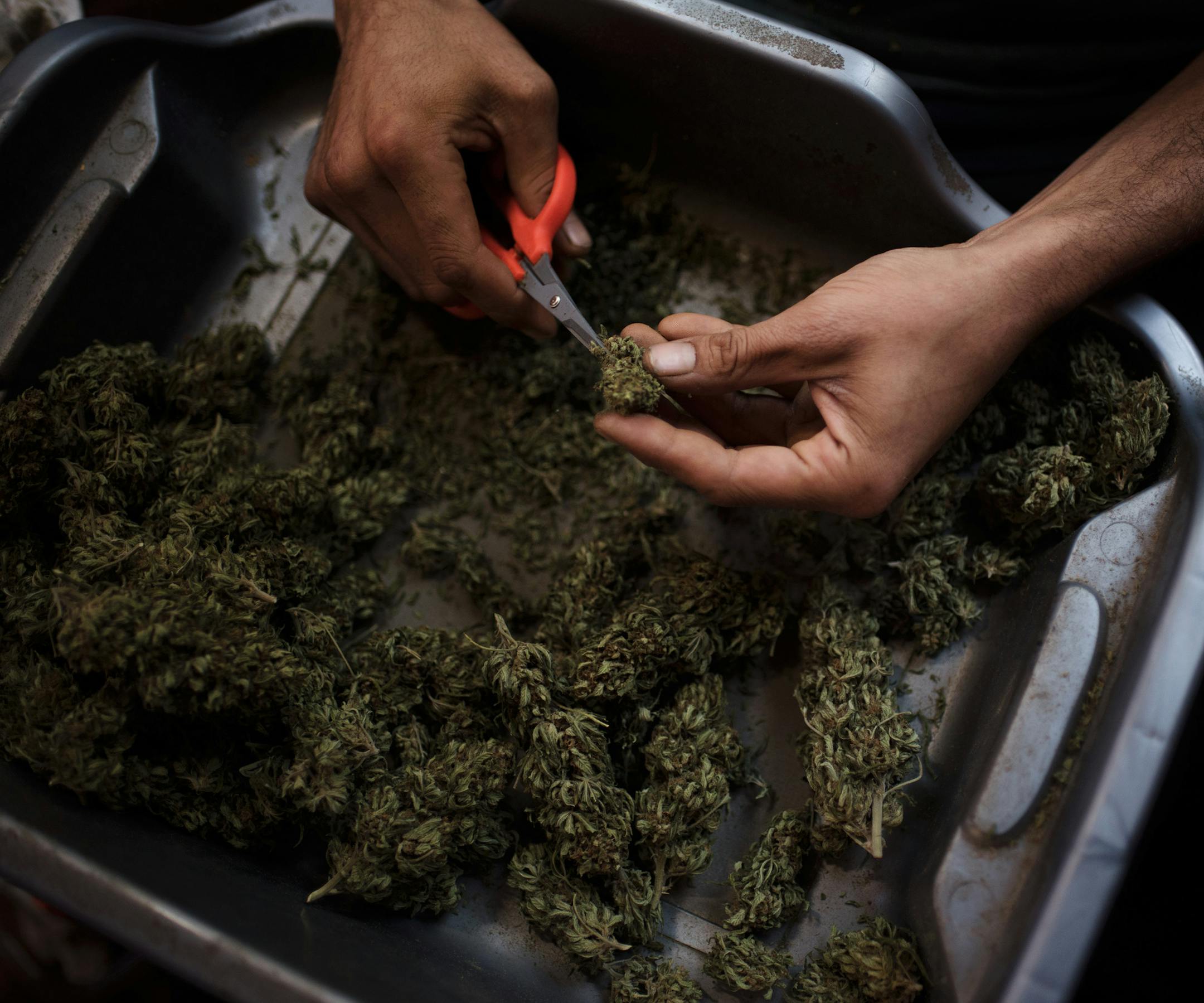 FILE -- Marijuana being cut in Covelo, Calif., Oct. 18, 2016. Voters in California, Massachusetts and Nevada legalized marijuana Tuesday, increasing the percentage of adults living in states where marijuana use is legal to more than 20 percent, from 5 percent, in what advocates said was a reflection of the country’s changing attitude toward the drug. (Hilary Swift/The New York Times)