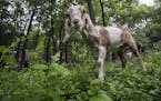 St. Paul will use goats over the next several months to eat away at invasive plants along the riverfront.