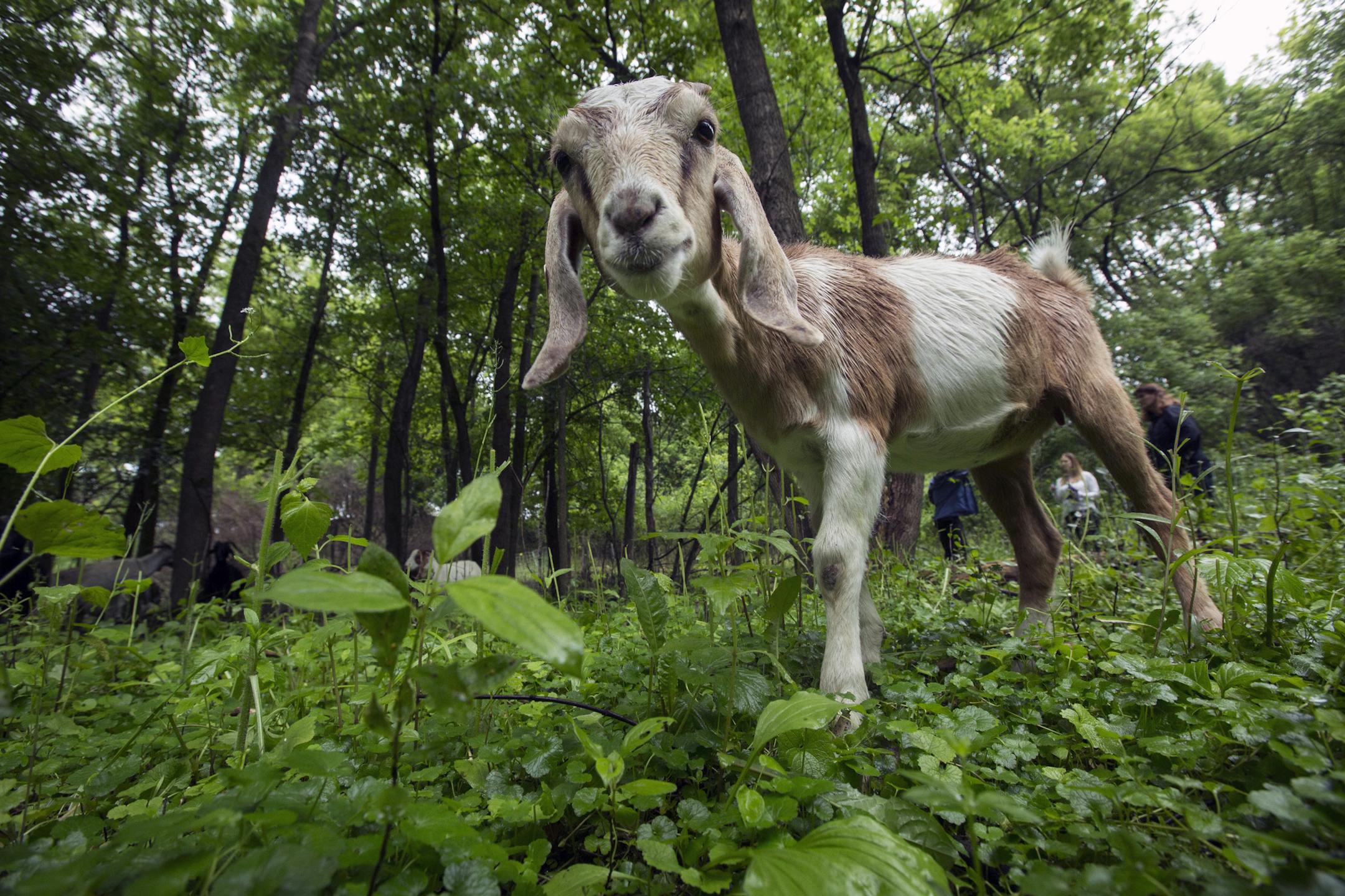 St. Paul will use goats over the next several months to eat away at invasive plants along the riverfront.