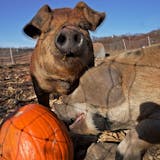 Pigs named after Monsters Inc. movie characters Boo, Sully, Mike, and Randall eat Halloween pumpkins at Sunnyside Farm near River Falls, Wis.