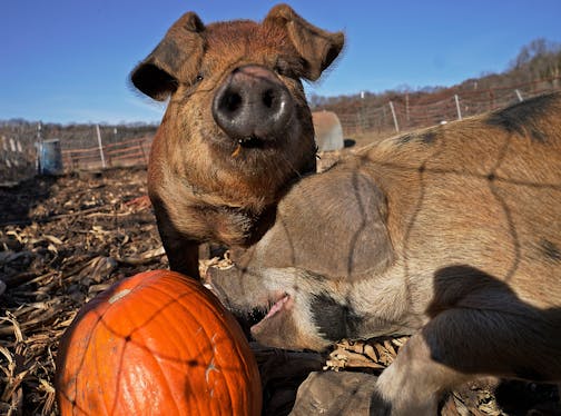 Pigs named after Monsters Inc. movie characters Boo, Sully, Mike, and Randall eat Halloween pumpkins at Sunnyside Farm  near River Falls, Wis.