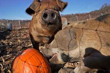 Pigs named after Monsters Inc. movie characters Boo, Sully, Mike, and Randall eat Halloween pumpkins at Sunnyside Farm near River Falls, Wis.