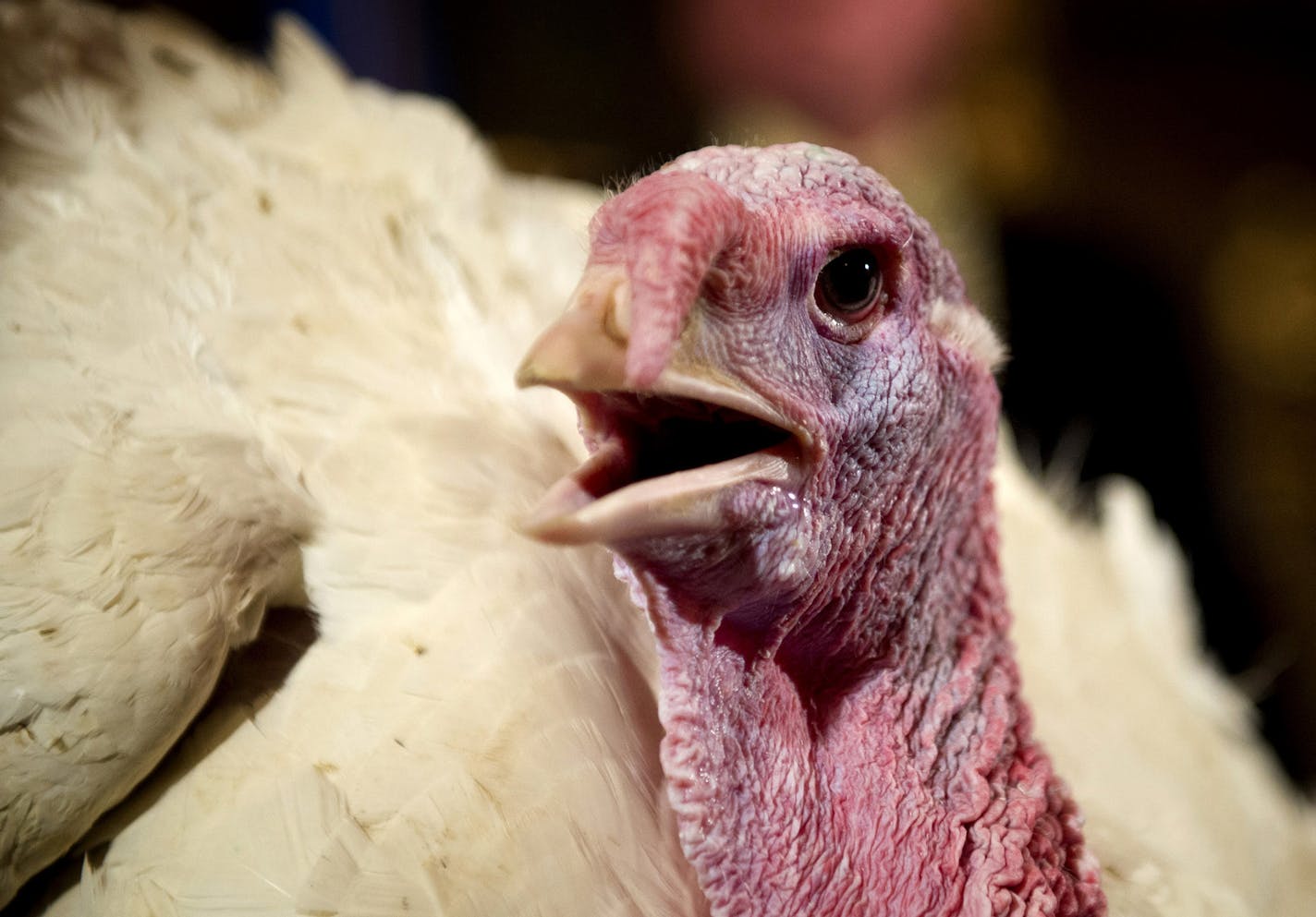 This turkey brought to Governor Dayton from Minnesota Turkey Growers Association received only a temporary reprieve. Tuesday, November 20, 2012. ] GLEN STUBBE * gstubbe@startribune.com ORG XMIT: MIN1211201421030365