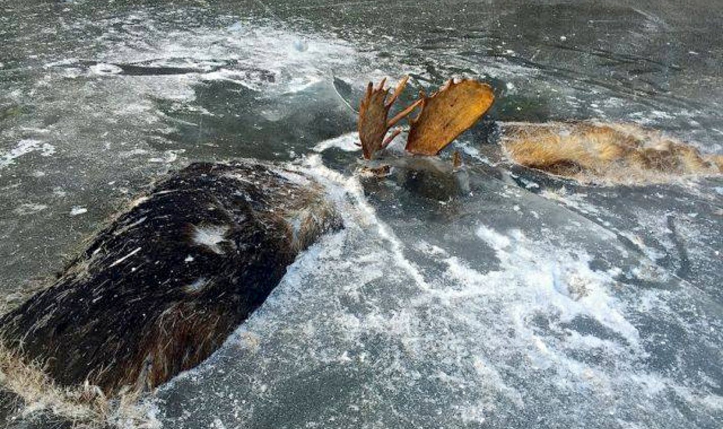 These two moose froze to death in what would be their final battle. MUST CREDIT: Jeff Erickson