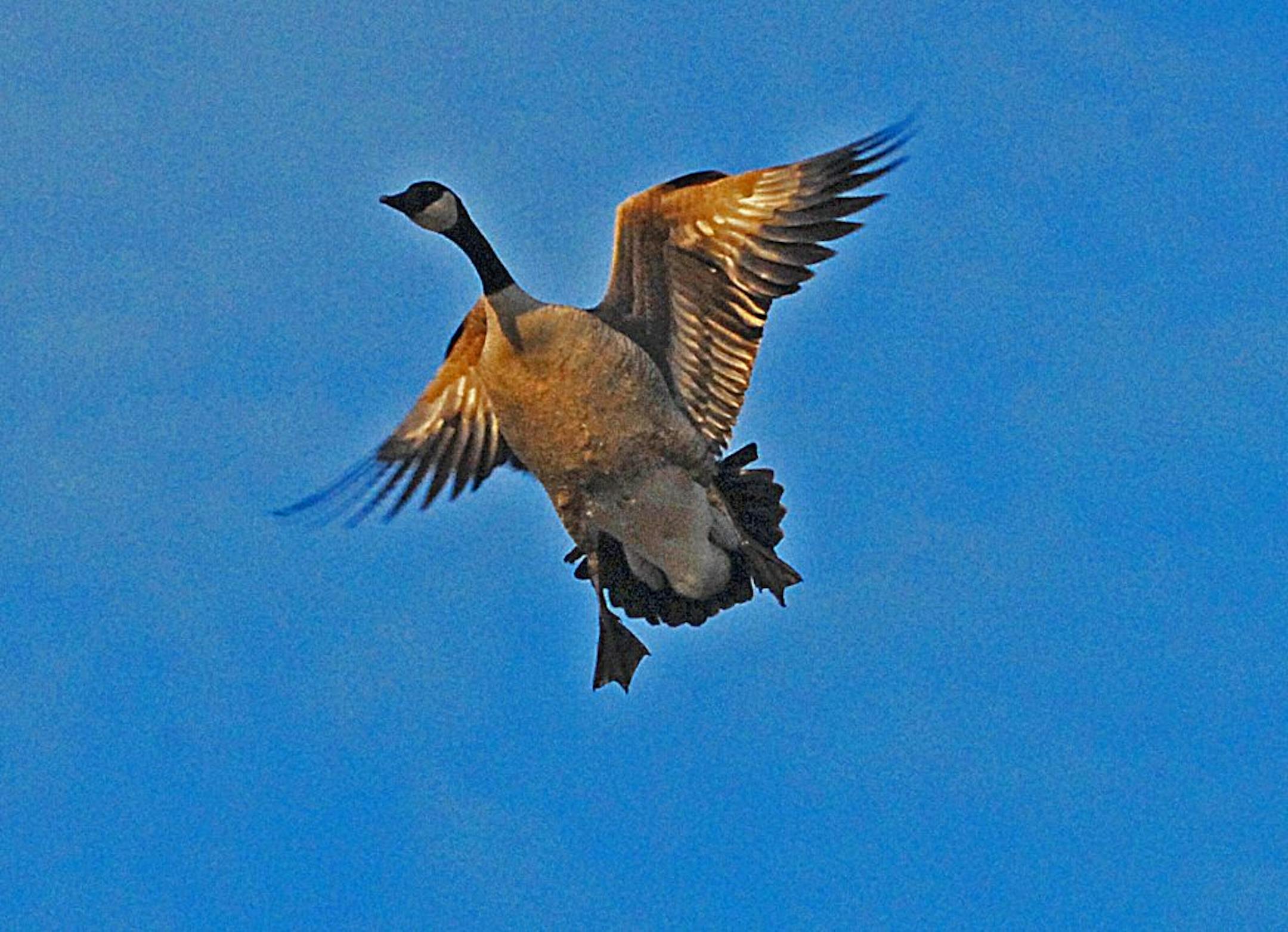 Realizing, too late, that he's dangerously close to decoys and not, as he suspected, to a flock of live birds in a picked corn field, a Canada goose attempts to pack pedal his way to safety.