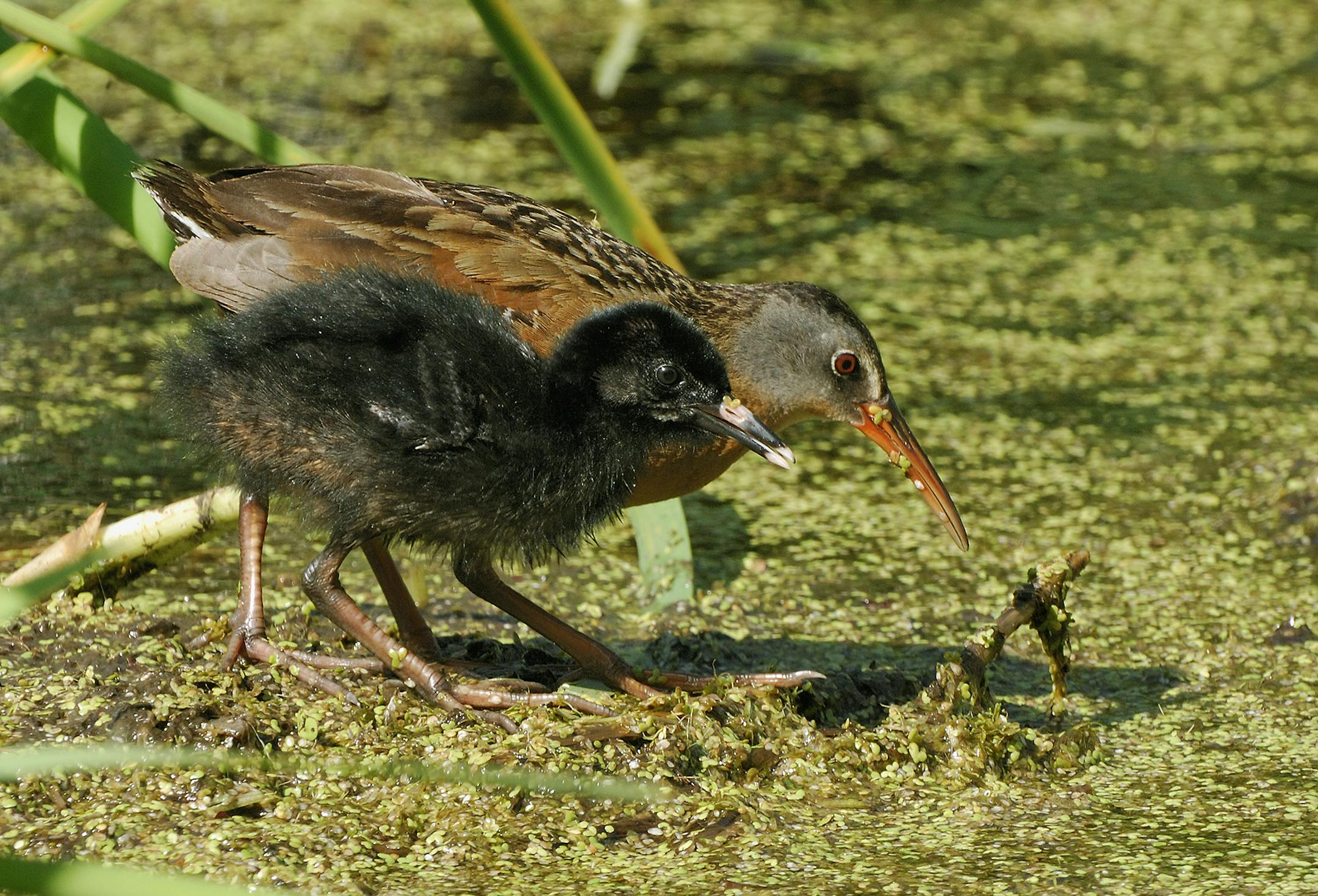 DO NOT USE! ONE-TIME USE WITH BILL MARCHEL COPY ONLY. Virginia rails are secretive and seldom seen. Unlike most birds, the gangly young rails are black in color and less camouflaged than the adults.