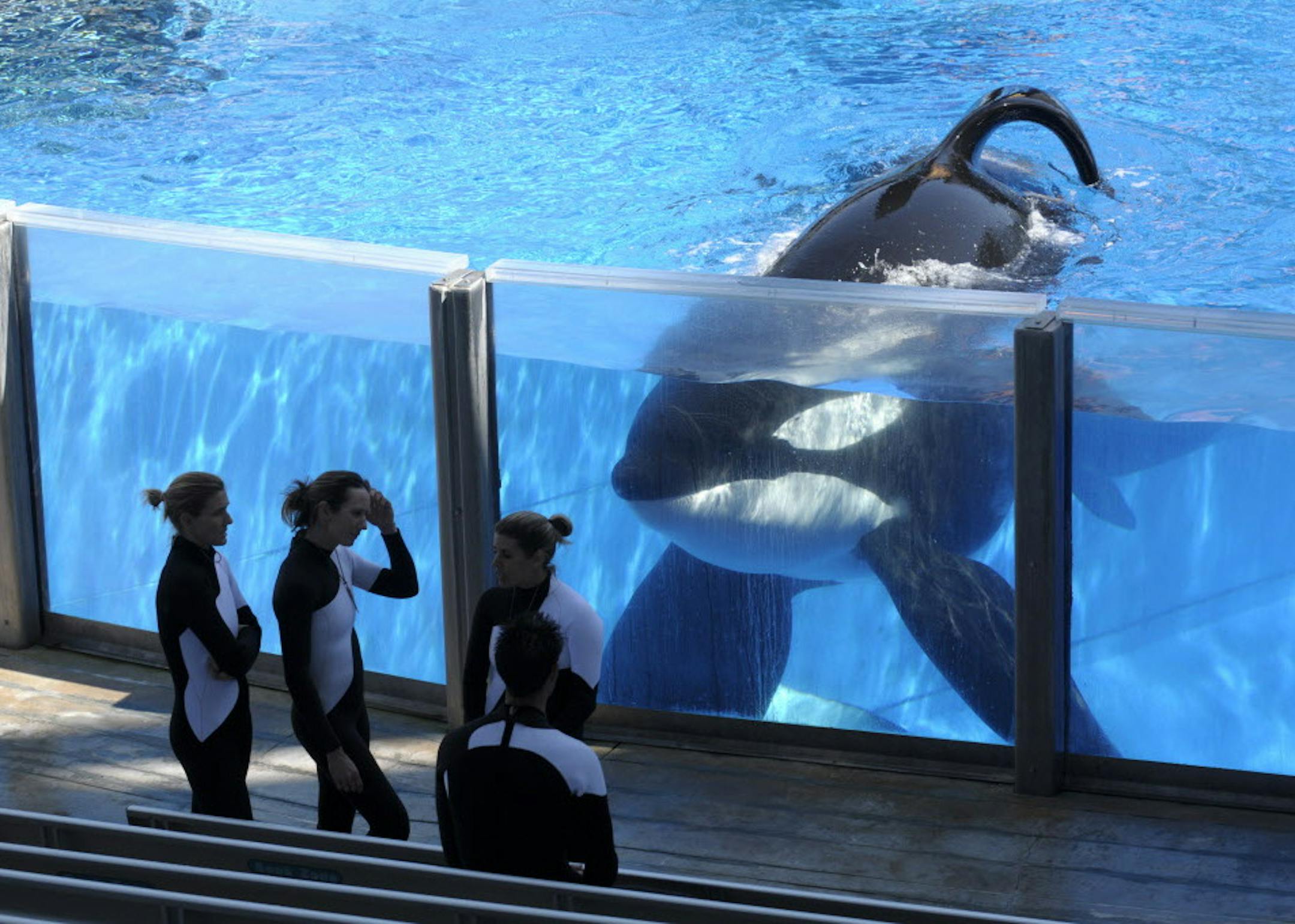 FILE - In this Monday, March 7, 2011, file photo, killer whale Tilikum, right, watches as SeaWorld Orlando trainers take a break during a training session at the theme park's Shamu Stadium in Orlando, Fla. SeaWorld is ending its practice of killer whale breeding following years of controversy over keeping orcas in captivity. The company announced Thursday, March 17, 2016, that the breeding program will end immediately. (AP Photo/Phelan M. Ebenhack, File)