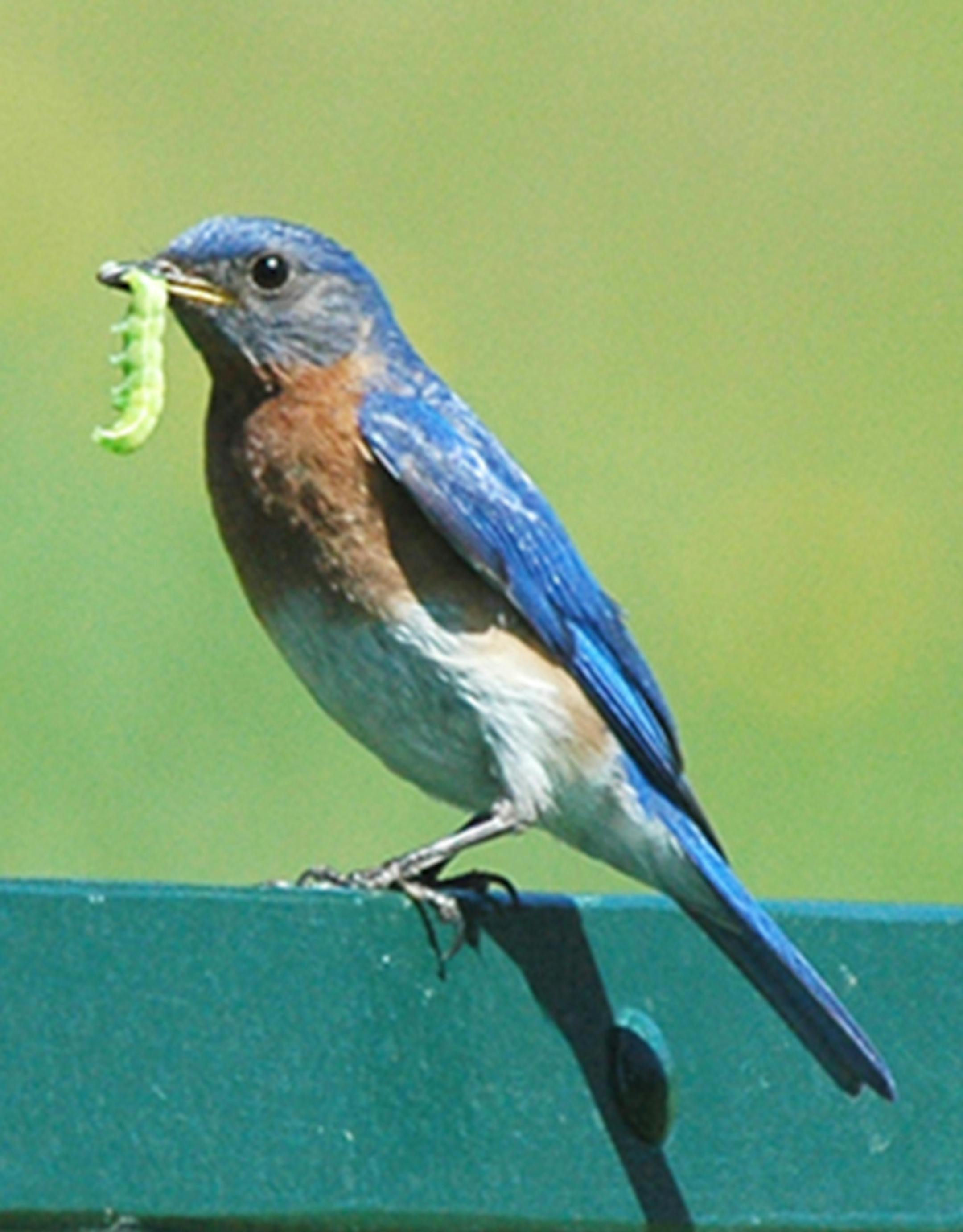 Photos by Jim Williams
2. An Eastern bluebird heads to his nest with one of hundreds of daily insect meals.