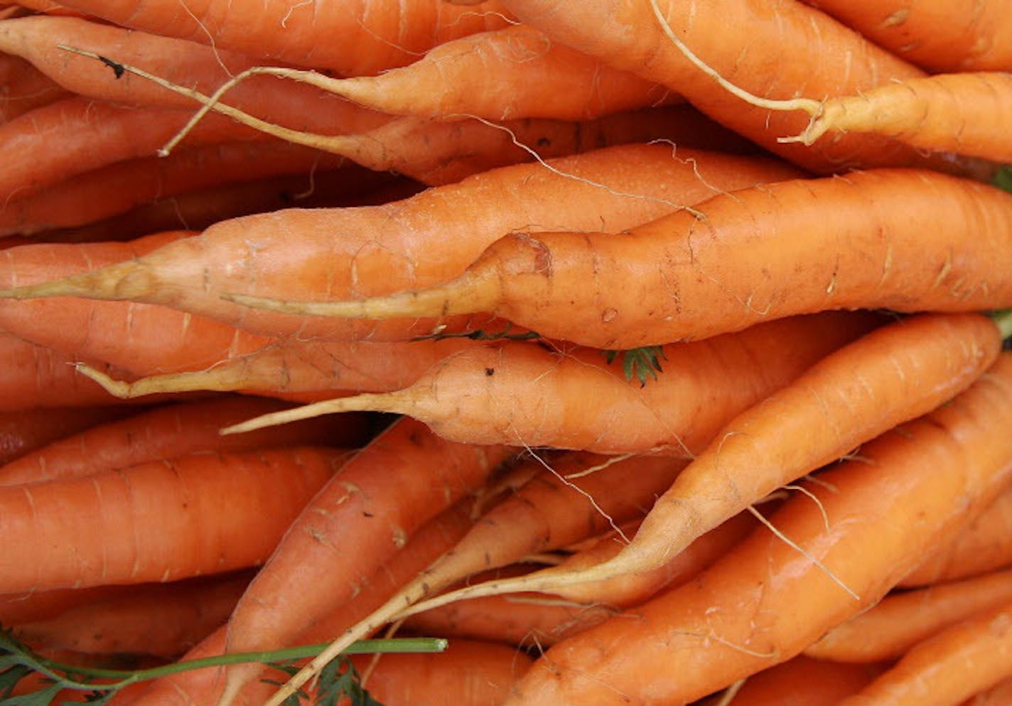 Tom Wallace/Star Tribune For organic0811. Featherstone and Rockspring Farms are Certified Organic, and are selling at the Rochester downtown Farmers Market. From many growers around the city, products of locally produced organic-natural foods, including milk, butter, kettle corn, cookies, syrup, ice cream, soup. Rock Spring Carrots