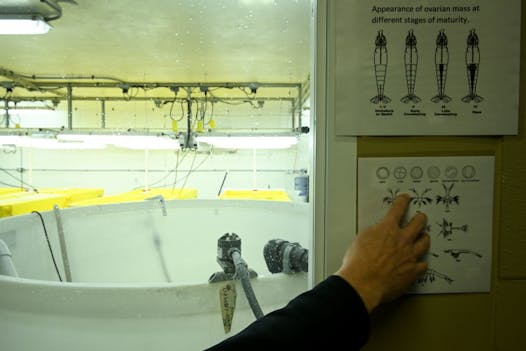 Robert Gervais, director of operations for tru Shrimp, pointed to a sign illustrating the different larval stages for shrimp in the company's hatchery in late November.