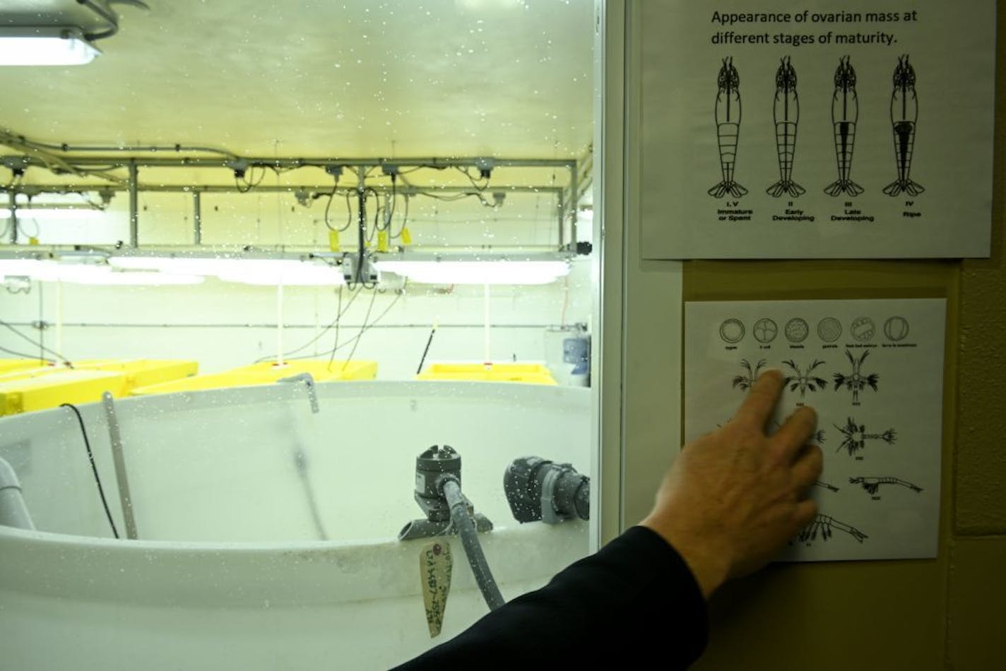 Robert Gervais, director of operations for tru Shrimp, pointed to a sign illustrating the different larval stages for shrimp in the company's hatchery in late November. .