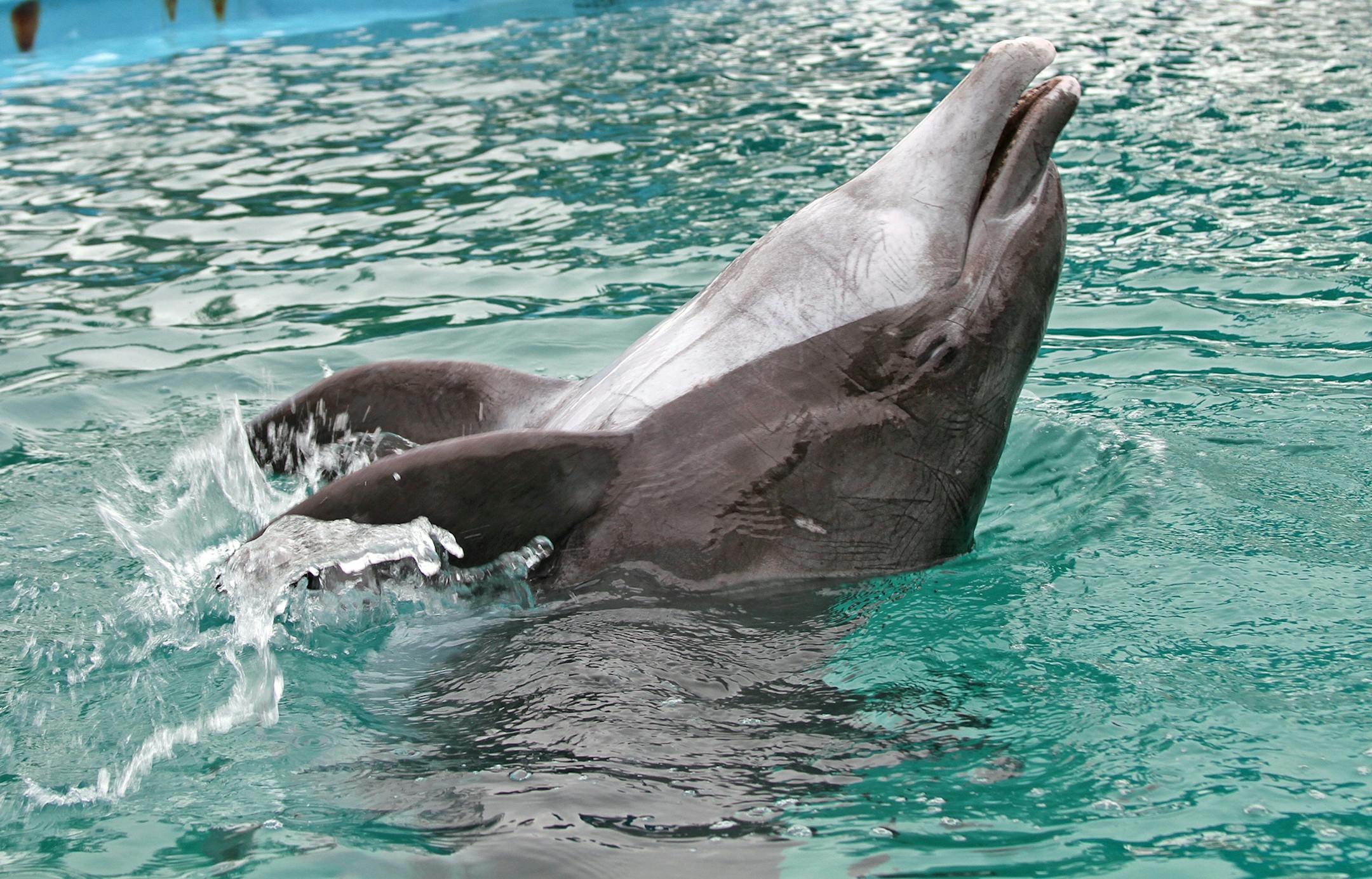 Semo, at his new home in California