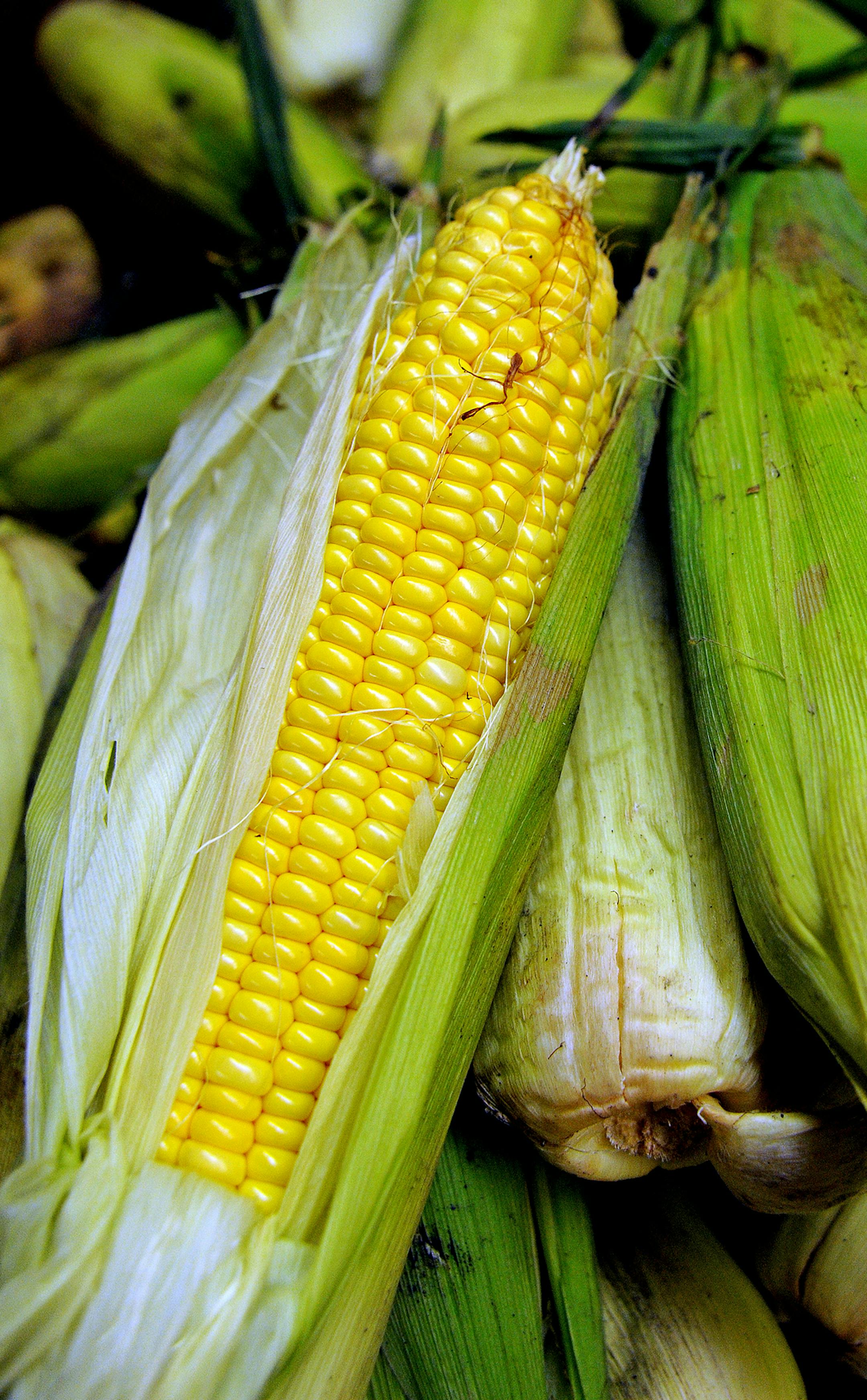 There is a concerted effort between anti-hunger/food relief groups and several food companies to salvage a bunch of sweet corn that would otherwise be tossed out. Minnesota is the nation's top sweet corn producer and apparently this year due to growing season issues, there was too much corn for a key cannery company to handle. So, that corn, with the help of Seneca Foods, Cargill, Supervalu and General Mills, is making its way to food banks to be distributed.] Richard.Sennott@startribune.com Ric
