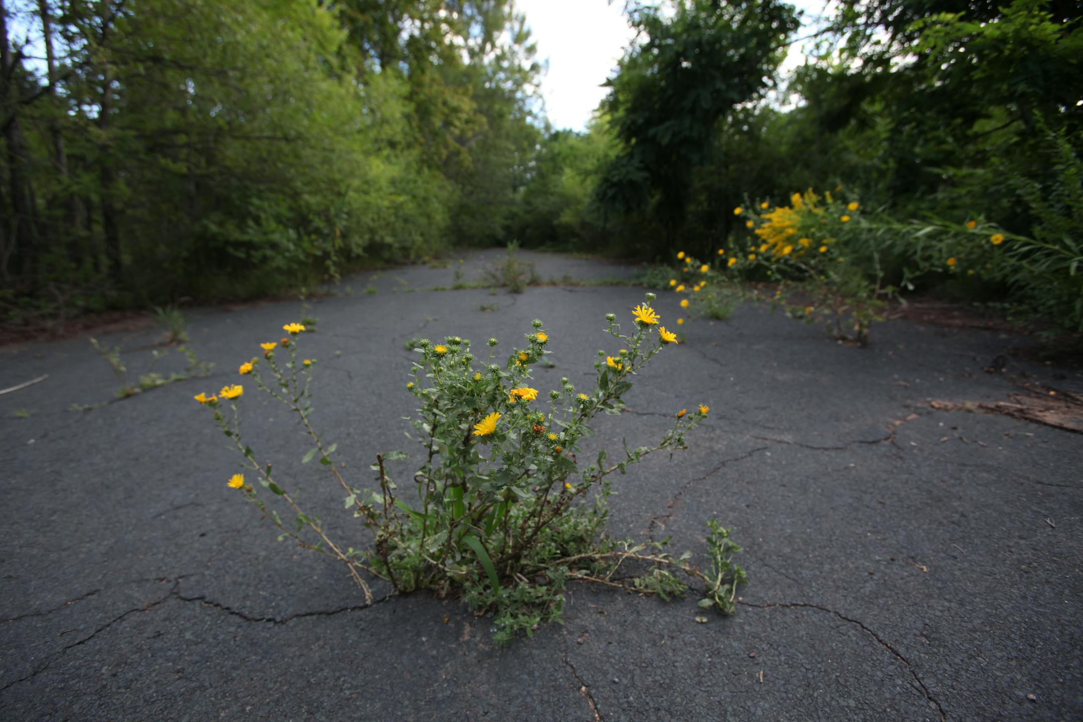 BRIAN PETERSON � brianp@startribune.com Oak Park Heights, MN 8/17/2009 ] Weeds break through the asphalt in this abandoned Oak Park Heights neighborhood above the St. Croix RIver. The sea of empty lots and weed filled streets, former home to dozens of families, was abandoned 13 years ago to make way for the super bridge to Wisconsin.