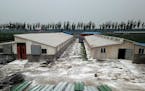 In this May 8, 2019, photo, white disinfectant powder is scattered on the ground around buildings at a pig farm in Jiangjiaqiao village in northern Ch