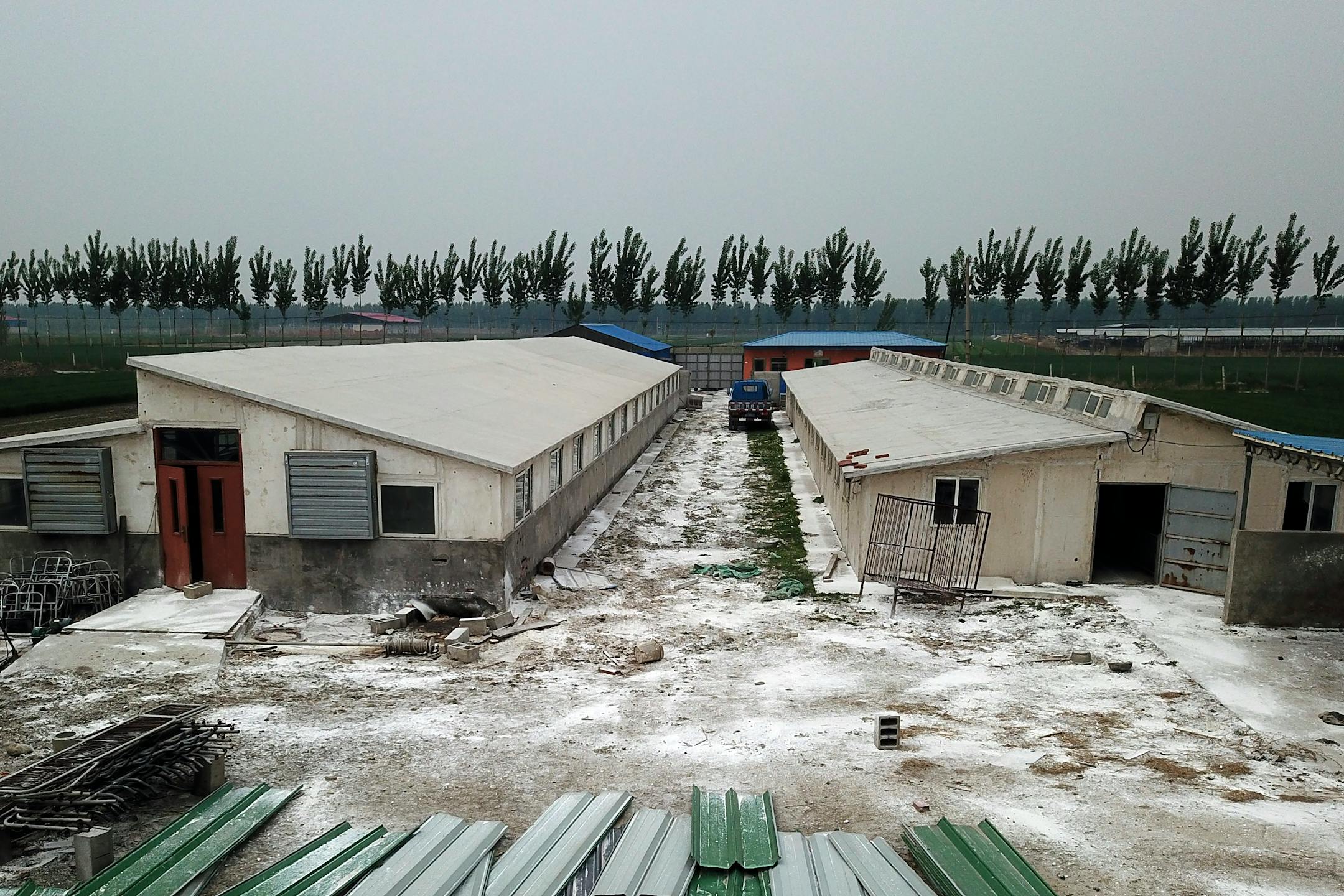 In this May 8, 2019, photo, white disinfectant powder is scattered on the ground around buildings at a pig farm in Jiangjiaqiao village in northern China's Hebei province. As a deadly virus ravages pig herds across Asia, scientists are accelerating efforts to develop a vaccine to help guard the world's pork supply. (AP Photo/Sam McNeil)