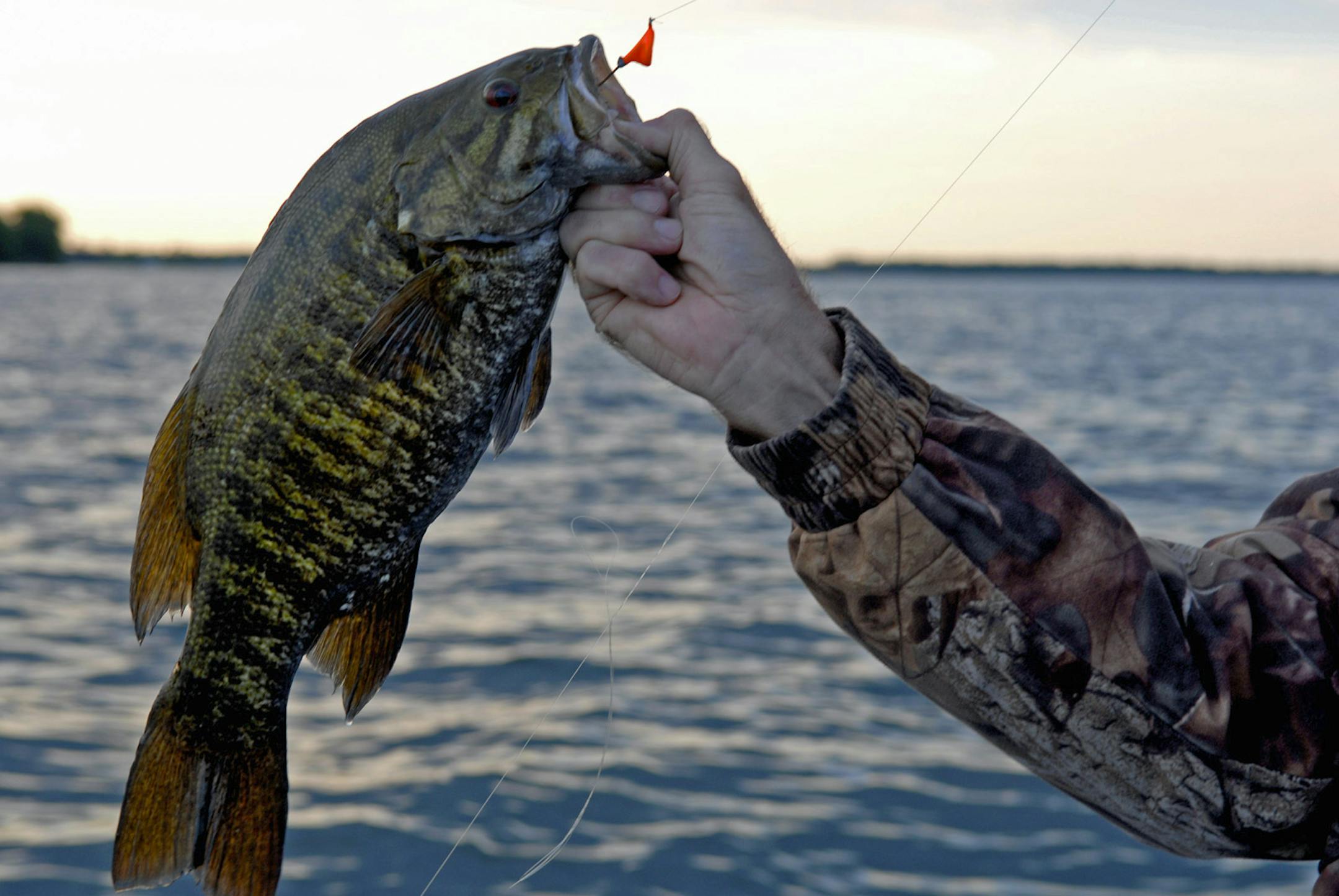 Mille Lacs is not only a great walleye and muskie lake, but home to a good-sized population of smallmouth bass, many of them big.