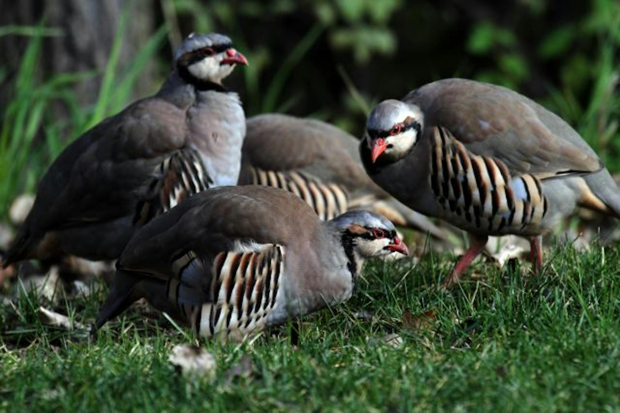 Chukars have been accidentally introduced in the wild in Woodbury. They were either released or escaped a game farm.