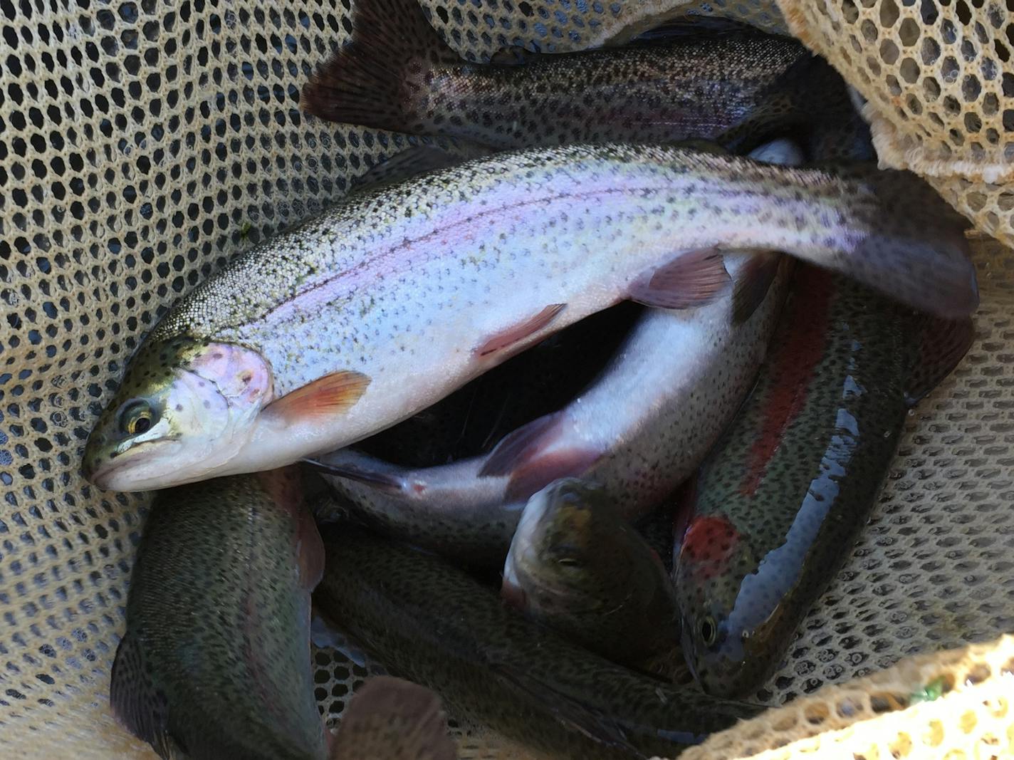 Trout raised at the Lanesboro hatchery are headed into the wild.