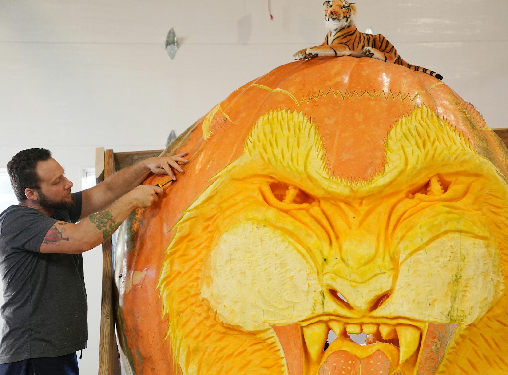 Over eight hours on Friday, Mike Rudolph turned a 2,350-pound pumpkin into a big cat dubbed Tiger King. The creation will be on display in Anoka.