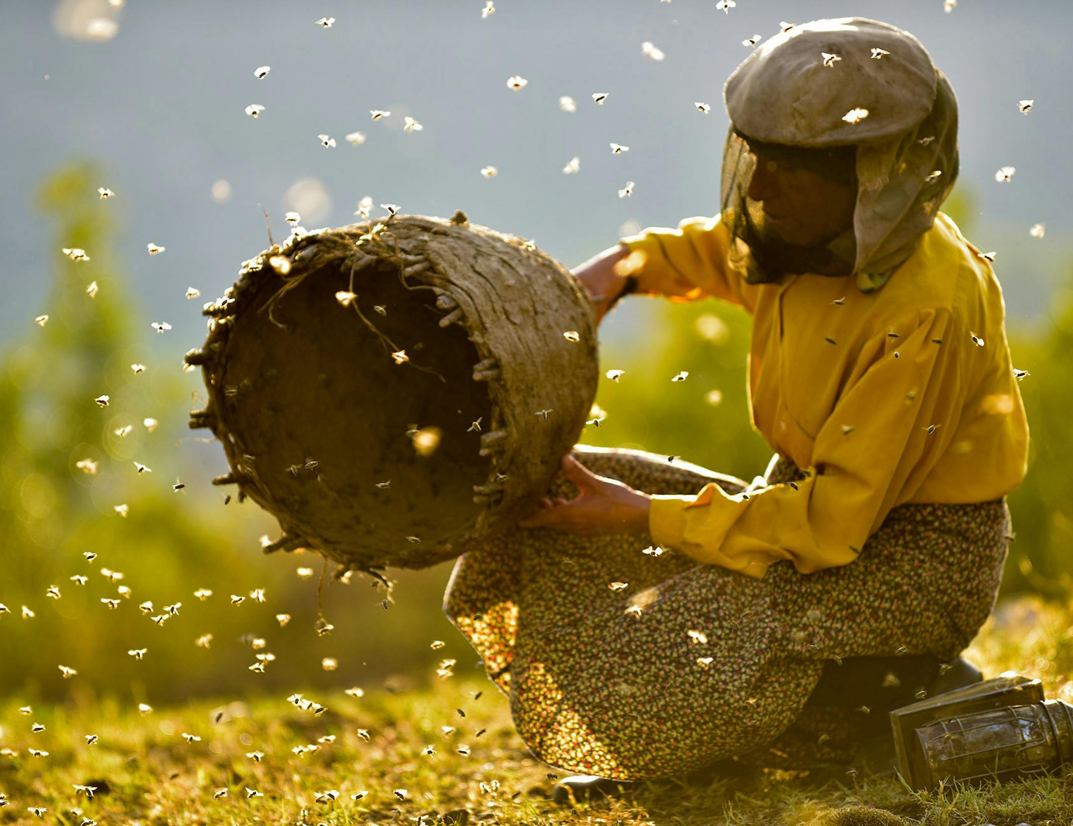 "Honeyland"