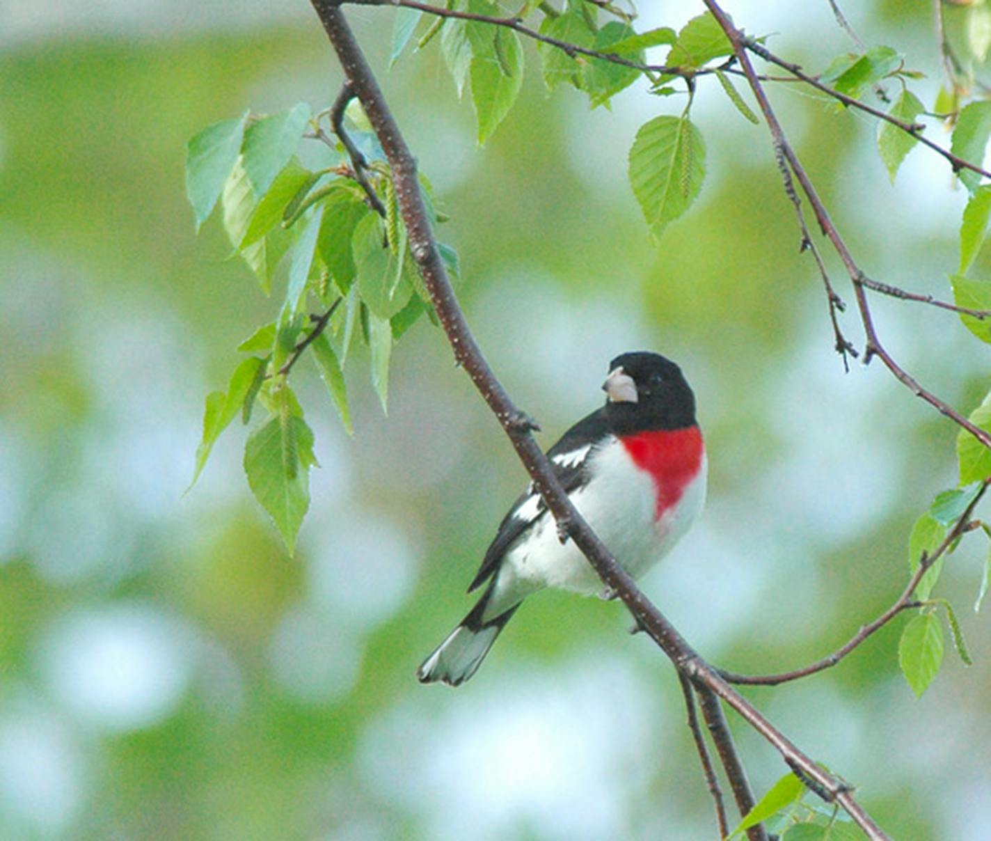 A rose-breasted grosbeak perched on a tree branch.