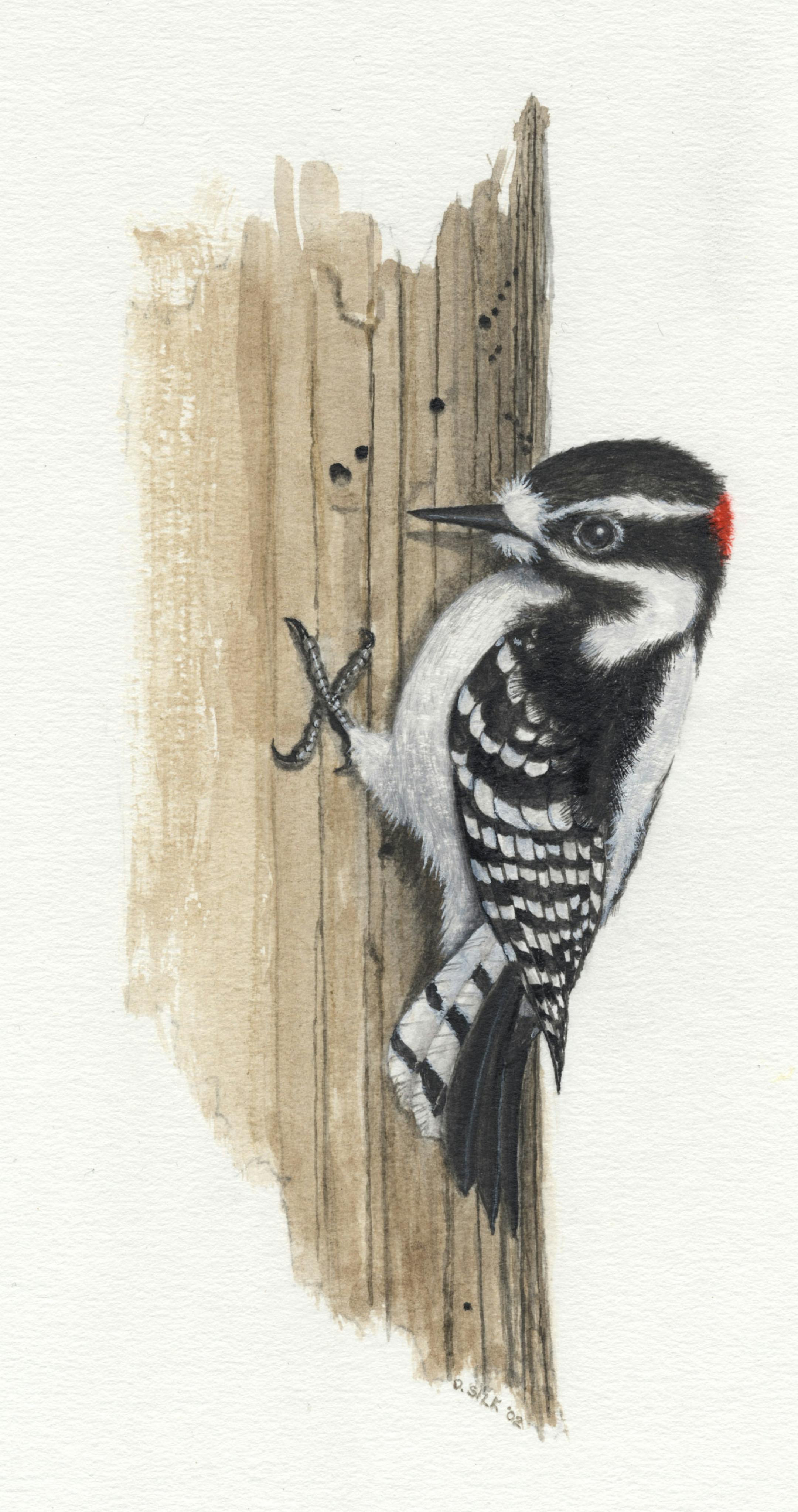 Downy woodpecker.