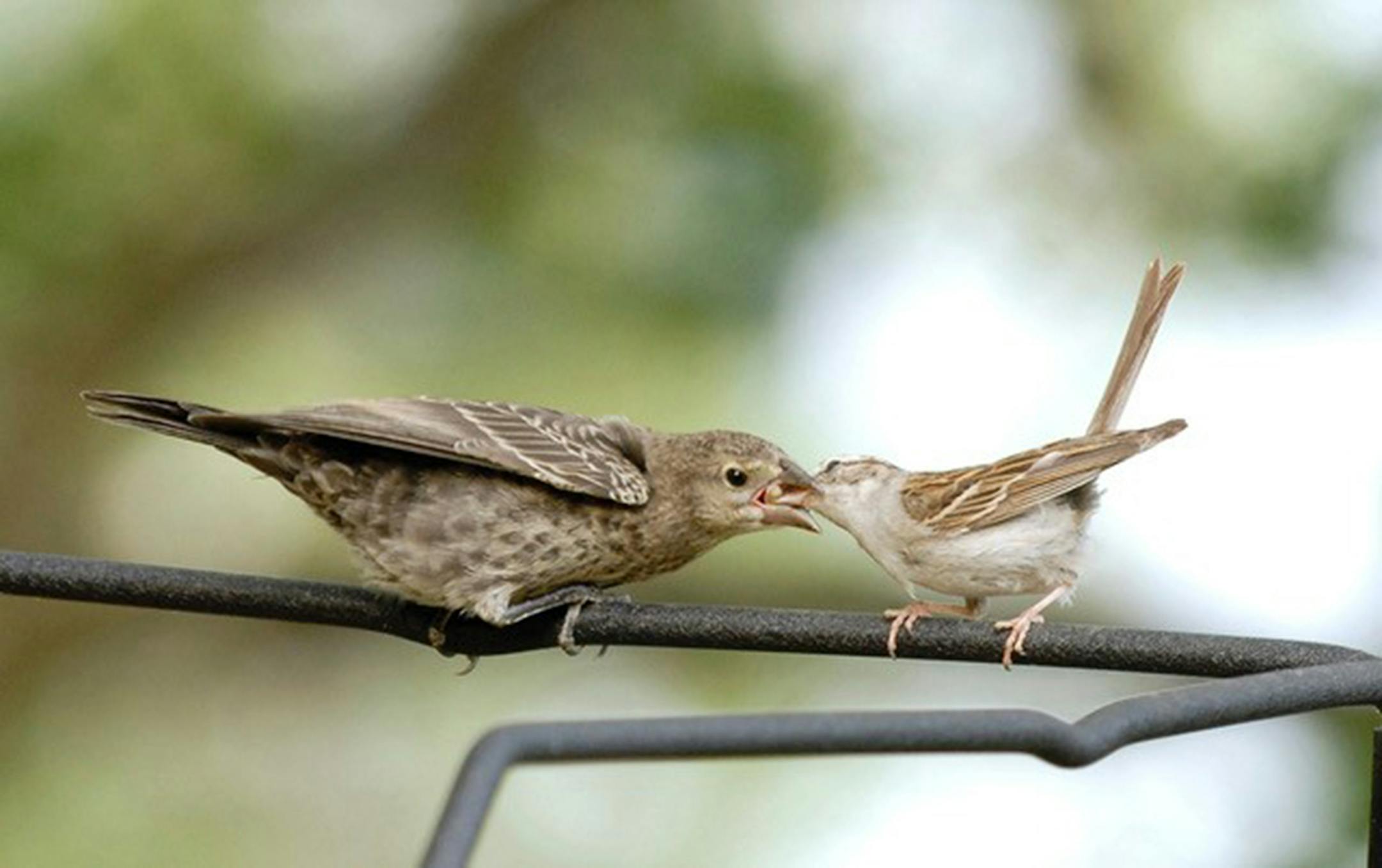 Photo by Jim Williams
2. A chipping sparrow feeds its foster cowbird chick.