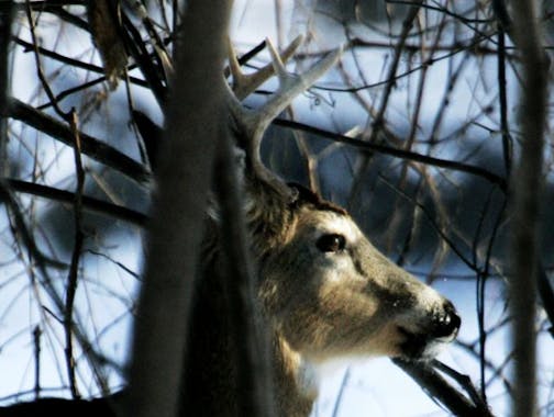 DAVID JOLES * djoles@startribune.com Fort Snelling, MN - Jan. 10, 2010- The DNR and REI teamed up to promote snow sports on national Winter Trails Day at Fort Snelling State Park. Folks new to winter sports were invited to discover snowshoeing, geocaching and other winter activities. Last year the event brought more than 1,000 people to the park. Here, a young whitetail buck is partially camouflaged by limbs in the park along the Minnesota River.
