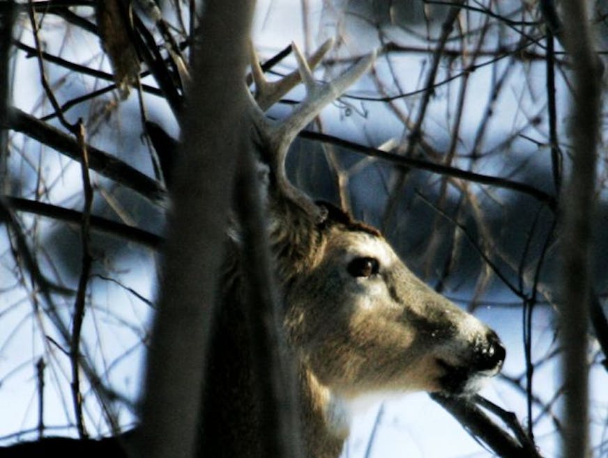 DAVID JOLES * djoles@startribune.com Fort Snelling, MN - Jan. 10, 2010- The DNR and REI teamed up to promote snow sports on national Winter Trails Day at Fort Snelling State Park. Folks new to winter sports were invited to discover snowshoeing, geocaching and other winter activities. Last year the event brought more than 1,000 people to the park. Here, a young whitetail buck is partially camouflaged by limbs in the park along the Minnesota River.