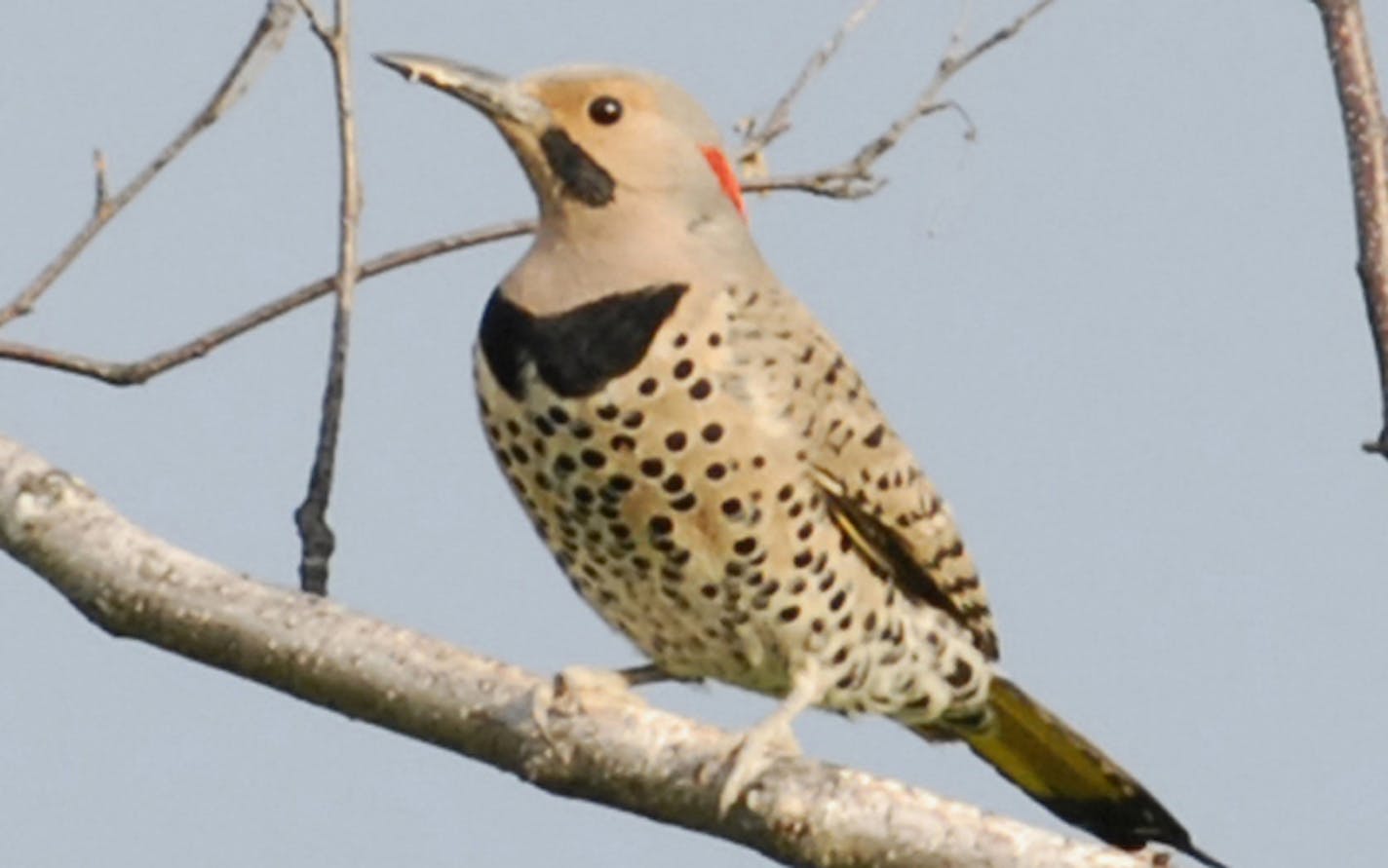 Northern flicker