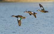 Blue-winged teal (Anas discors) in flight
