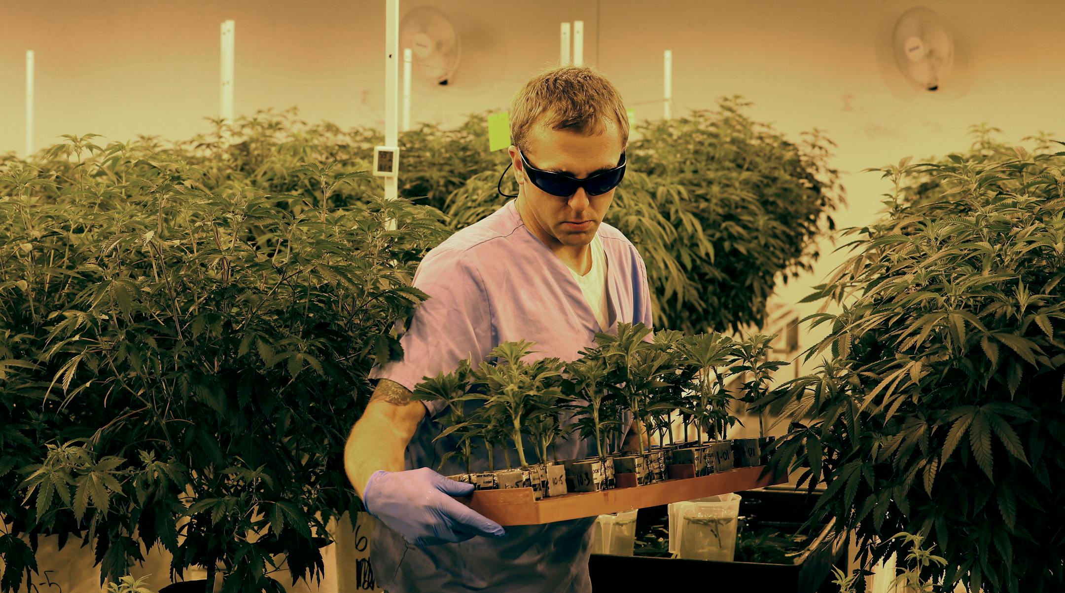 An employee sorted marijuana plants during a tour of Leafline Labs' 42,000-square-foot marijuana greenhouse and production facility Wednesday in Cottage Grove.